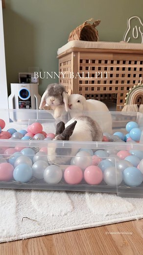 Bunny Ball Pit Forage Box: Fun for Your Rabbits