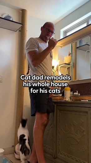 Exploring the World of Catios with Alan: Safe and Stimulating Enclosures for Happy Cats