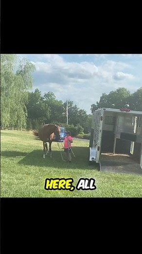 Trailer Loading Starts With Play, Not Pressure #horse #horsemanship