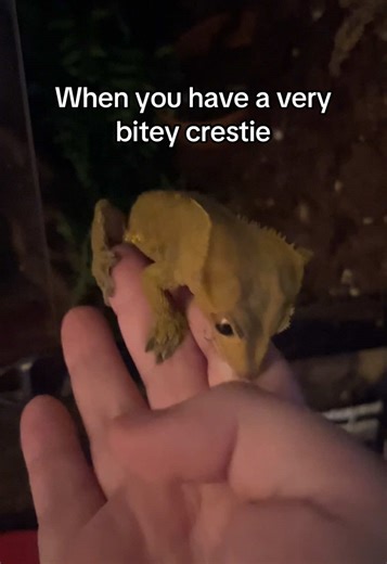 Understanding Crestedgecko Mating Behavior