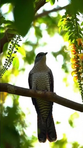 Common Hawk-Cuckoo Call — Hear the Brainfever Bird’s Signature “Pi-peeah” (Clear Field Recording)