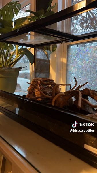 Setup my new tank for my leopard gecko🦎🥰 #cleaningtiktok #cleaninghacks #timeplapse #fypシ #fyp #vidoes #cleaningasmr #leopardgecko #tank #enclosure #reptilekeeper #reptilelover #bioactive #reptilesofinstagram #reptilesoftiktok