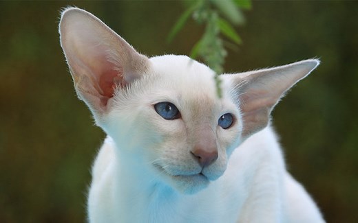 200 Best Siamese Cat Names For Your New Kitten