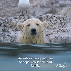 This #EarthDay, join a mother polar bear and her cubs on an incredible adventure. Disneynature's Polar Bear, an Earth Day Premiere, streaming April 22 on Disney . | Disneynature