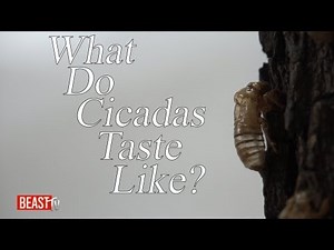 How To Eat Cicadas!