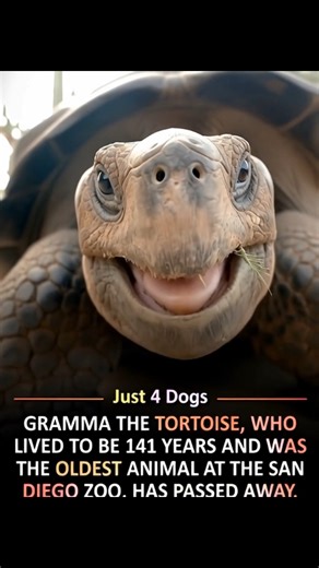 Published by FAM Networks | Gramma, the beloved Galapagos tortoise, has passed away at the age of 141. 🐢 Gramma, the oldest resident at the San Diego Zoo and a cherished Galapagos tortoise, has passed after struggling with age-related bone issues that made it difficult for her to live comfortably. The decision to say goodbye was made with compassion and care. Over her remarkable 141 years, Gramma lived through more than a century of history and became a beloved figure, touching the hearts of mi
