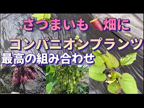 【楽しい家庭菜園】さつまいも畑に最高のコンパニオンプランツを植えました♪家庭菜園も二刀流！
