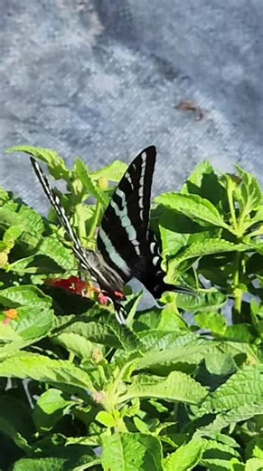 Attracting Zebra Swallowtail Butterflies to Your Garden