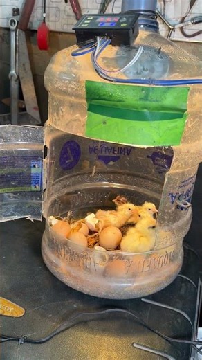 100% SUCCESS ! Egg hatching in plastic Bottle