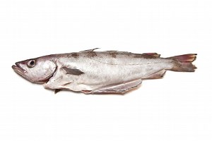 Pollock Fish