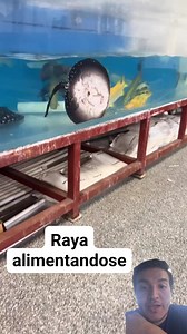 1.7M views · 7.1K reactions | Raya alimentandose de otros peces 浪 #stingray #aquarium #eating | Ralfish Acuarismo | Facebook