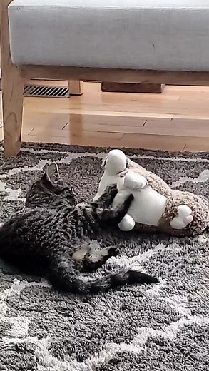 Binny (@binny_the_cat)’s videos with original sound - Binny