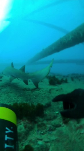 Cleaning the Shark Camera at Frying Pan Tower