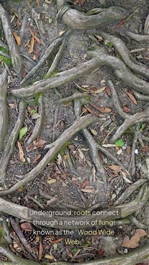 How Do Plants Communicate?