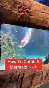 80K views · 749 reactions | How To Catch A Mermaid | Corbin Maxey | Facebook
