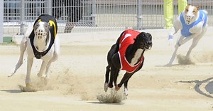 Australský stát zakáže populární chrtí závody, kvůli brutalitě