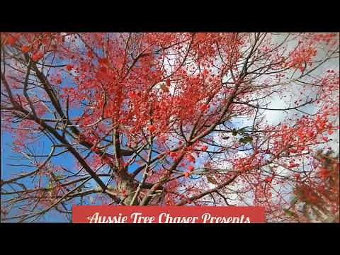 Aussie Tree Chaser : The Flame Tree (Brachychiton acerifolius)