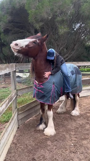 Cowboy the Clydesdale on TikTok