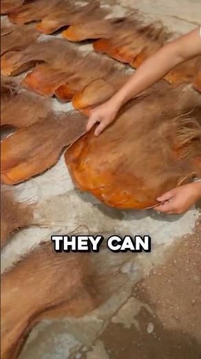 The Ancient Tool Hidden Inside Palm Trees