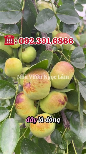 Đã trồng táo tàu là sẽ sai quả ☎️0968.750.386-0921.862.826 #nhavuonngoclam #cayanqua #taotau