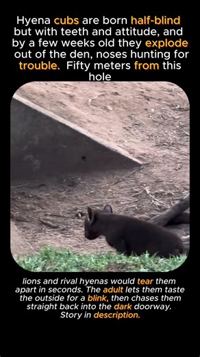 Baby Hyenas On A Short Leash #animallife #viral #wildlife #animalshorts #nature #facts #animalstory