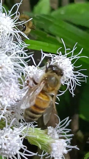 Bees suck nectar from flowers .