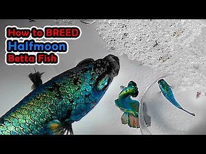 How To Betta Fish Breeding More Than 300 Betta Fry Copper Halfmoon Betta