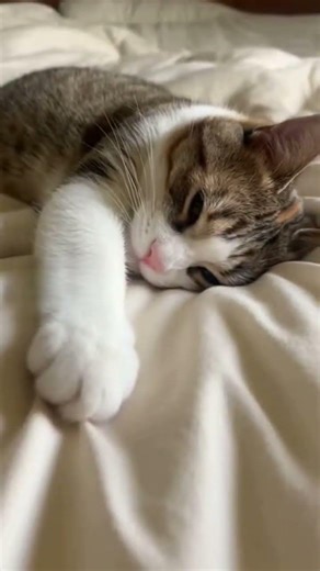 My Cat Is the Worst Alarm Clock 😂🐱 #cat