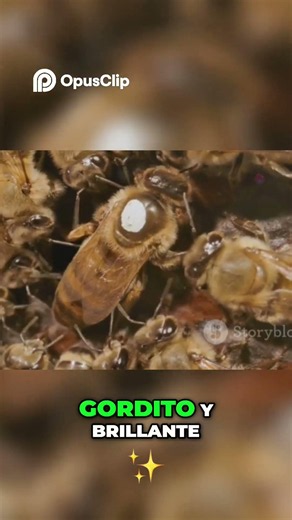 How to Identify a Well-Fed and Healthy Bee #Beekeeping #Beekeeping #BeekeepingWithoutBorders