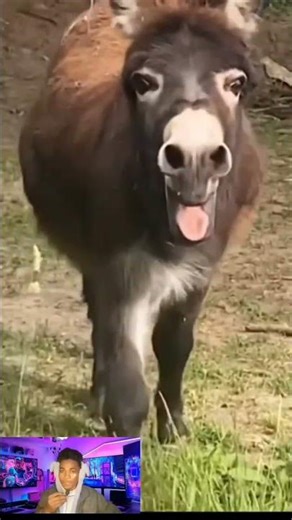 "Donkey falls on its back and starts laughing at itself! Funniest animal moment you'll see today!"