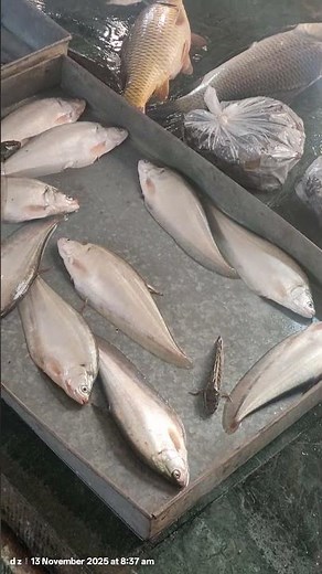 assam local fish 10# fresh fish assam10