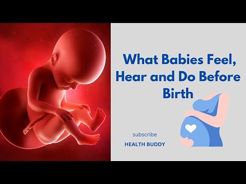 The Secret Life of Babies in the Womb. Baby's Activities in the Womb