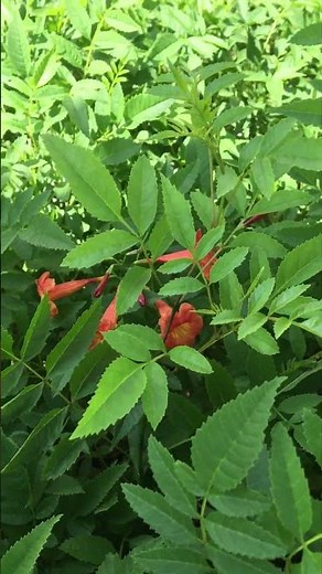 Tecomaria capensis