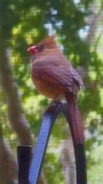Rational Geographic: Bird Bully #cardinal vs #pigeon 👋