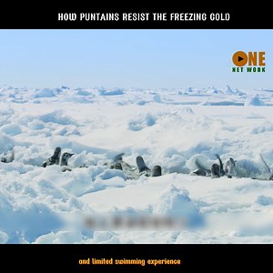 29K views · 794 reactions | Introduction to Penguins: Wonders of the...