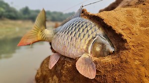 199K views · 1.4K reactions | Amazing hand fishing video river dry place underground catching big stuck monster fish #fish #fishing #video | Catch Fish With ET | Facebook