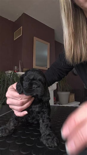 American Cocker Spaniel Puppies: Everything You Need to Know
