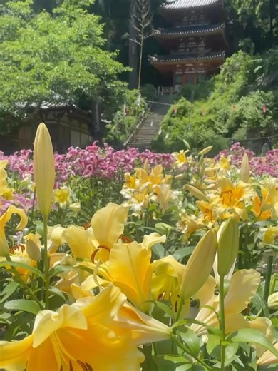 スーちゃん (神社仏閣 花のお寺 iPhone撮影) on Instagram: "奈良県大和郡山市#松尾寺 (8枚あります)8枚目動画 Location Nara Japan @matsuodera.yakuyoke (Swipe) 2025.07.05撮影 日本最古の厄除け霊場として知られる松尾寺 今年も厄を盗んでもらうため訪ねました 境内に置いてある半紙に「厄攘」と書きます。厄攘と書いて奉納することで厄を盗んで貰います。 近年、毎年訪ねていますがどうせ行くならとカサブランカが美しいこの時期に訪ねました🌸🍃 #奈良県景観資産 #わたしは奈良派 #カサブランカ #おとな旅プレミアム #神社仏閣 #花の寺 #百合 #sugoijapan #japanesetemple #visitjapanjp #japanesegarden #cooljapanvideos #タビジェニ #japanfocus #厄除け"