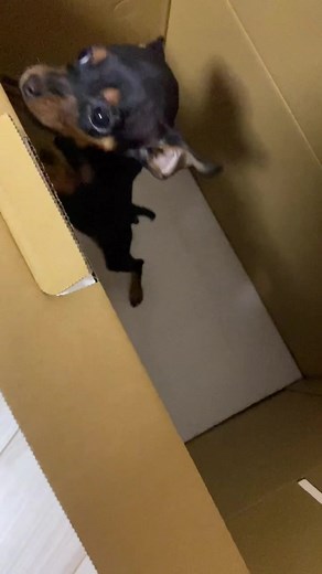 11月21日家族になってくれてありがとう🐾#犬#おすすめ#ミニチュアピンシャー