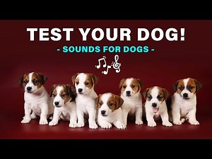 Sounds for Dogs - TEST your Dog With These Amazing Sounds!🐶🎵