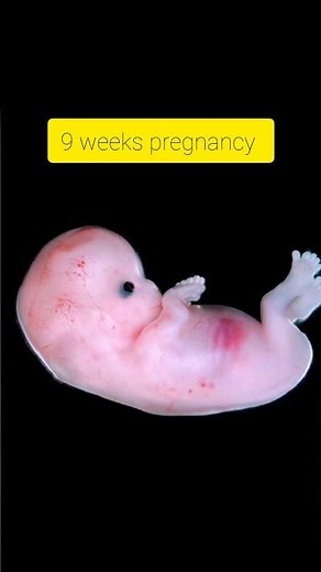 9th Week of Pregnancy – Baby Growth & Symptoms Explained