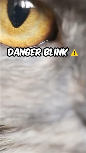 Behavior Secret #2: The Blink Cat Owners Must Never Ignore