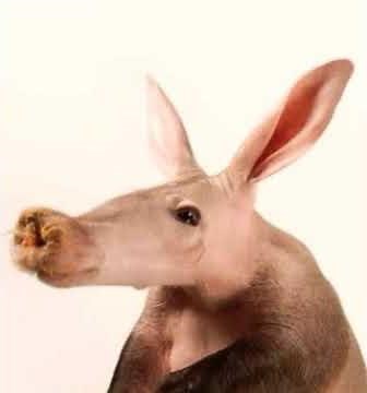 Aardvark Bellow 🐽 🔊