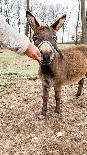 Tonight’s episode of Fixer to Fabulous is a really fun one! The renovation itself is one of my favorites: we transformed a mishappen house into classic, timeless home. But, if you watch for no other reason than the cute farm animals, I give you two words: Baby Donk. 😍♥️ See it all unfold tonight at 8/7c on @hgtv !! | Jenny Marrs