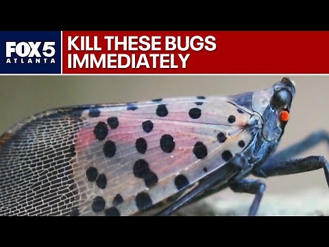 Combatting the lanternfly | FOX 5 News