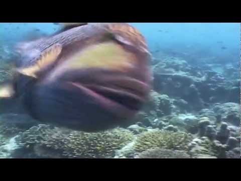 Titan Triggerfish attacks camera and diver!!!