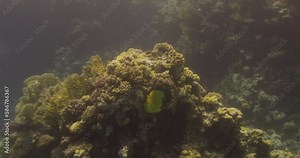 Bluecheek Butterflyfish or Yellow Butterfly Fish in The Coral Reef of The Red Sea of Egypt