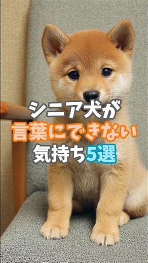 "I want to be closer to you..." Five feelings senior dogs can't put into words 🐾 #seniordog #life...