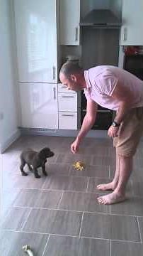 10 week old working cocker spaniel puppy in training