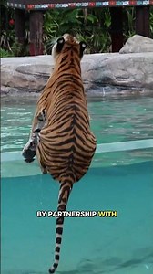 Today is Global Tiger Day